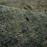 Rug Name